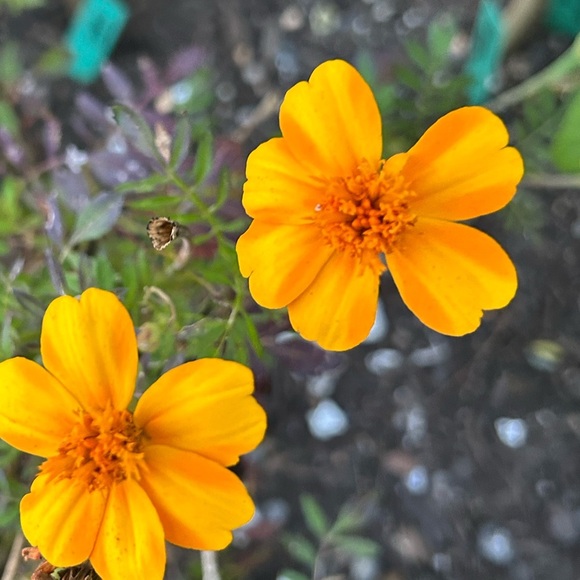 Vibrant Orange Marigold Seeds Mix - Picture 3 of 6